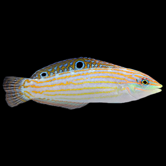 فرشته ماهی کورال بیوتی coral beauty angelfish