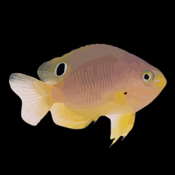 فرشته ماهی کورال بیوتی coral beauty angelfish