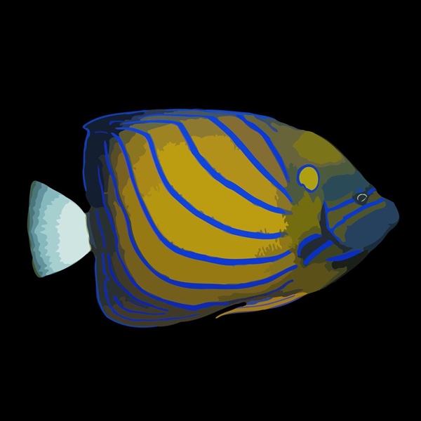 فرشته ماهی کورال بیوتی coral beauty angelfish
