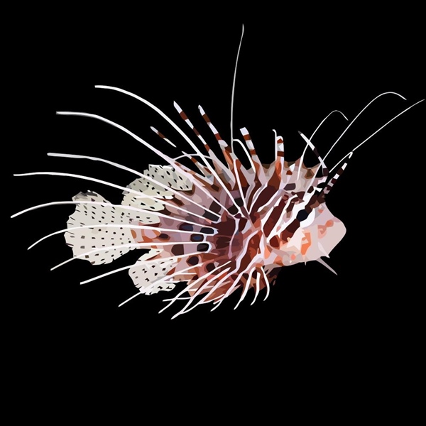 فرشته ماهی کورال بیوتی coral beauty angelfish