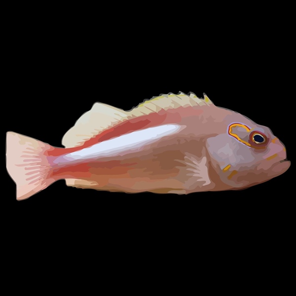 فرشته ماهی کورال بیوتی coral beauty angelfish