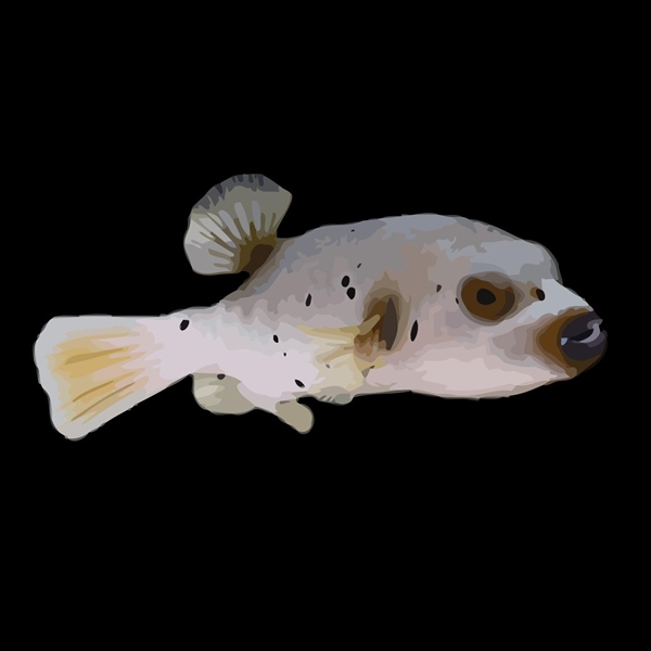 فرشته ماهی کورال بیوتی coral beauty angelfish