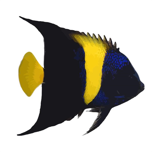 فرشته ماهی کورال بیوتی coral beauty angelfish