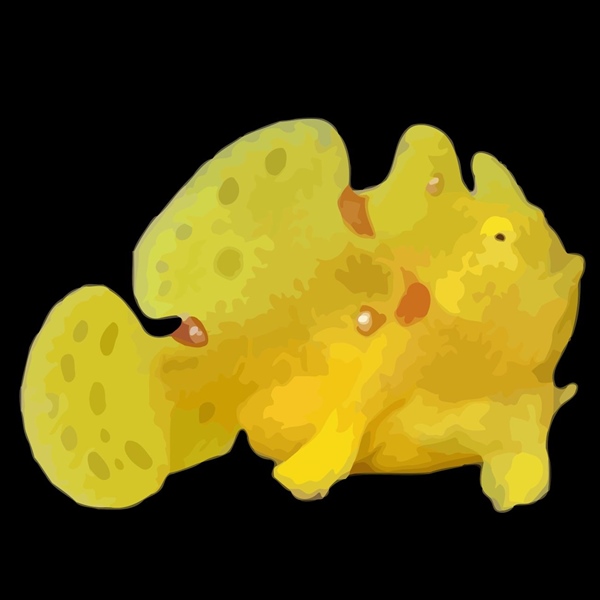 فرشته ماهی کورال بیوتی coral beauty angelfish