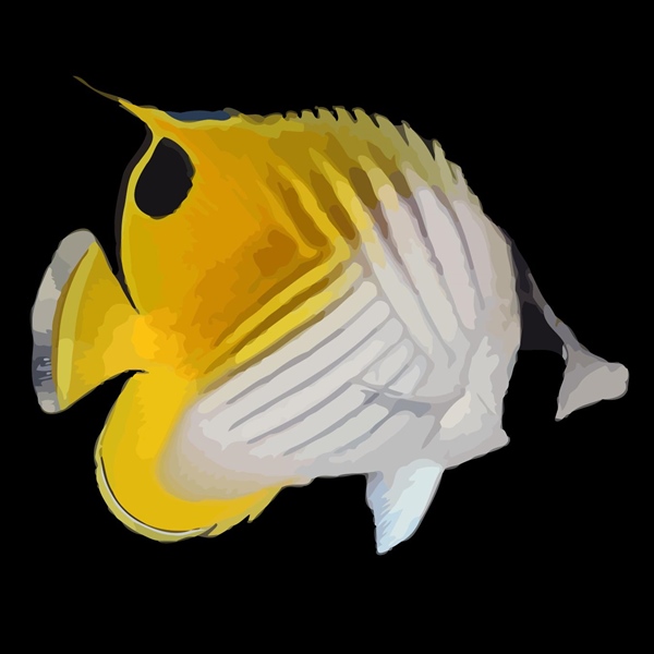 فرشته ماهی کورال بیوتی coral beauty angelfish