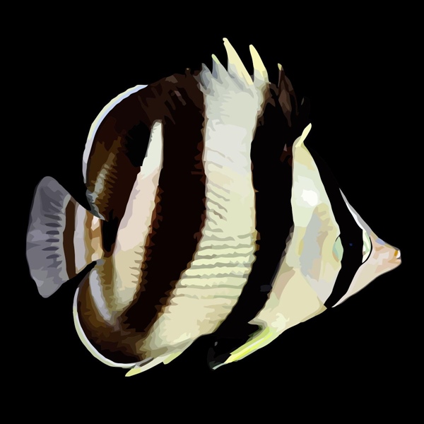فرشته ماهی کورال بیوتی coral beauty angelfish