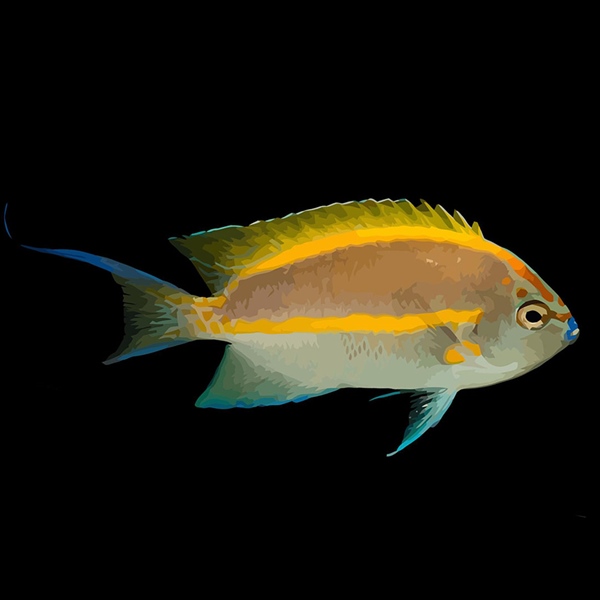 فرشته ماهی کورال بیوتی coral beauty angelfish