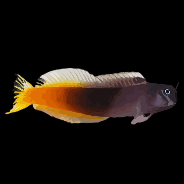 فرشته ماهی کورال بیوتی coral beauty angelfish