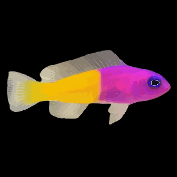 فرشته ماهی کورال بیوتی coral beauty angelfish