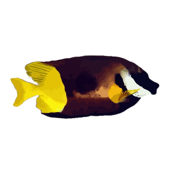 فرشته ماهی کورال بیوتی coral beauty angelfish