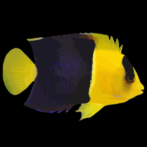 فرشته ماهی کورال بیوتی coral beauty angelfish