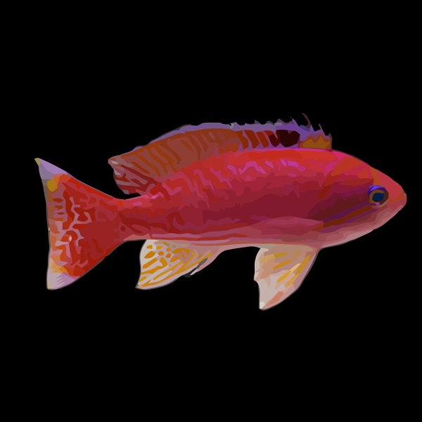 فرشته ماهی کورال بیوتی coral beauty angelfish