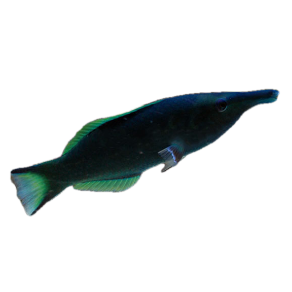 فرشته ماهی کورال بیوتی coral beauty angelfish