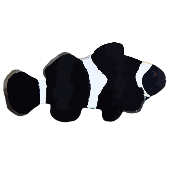 فرشته ماهی کورال بیوتی coral beauty angelfish