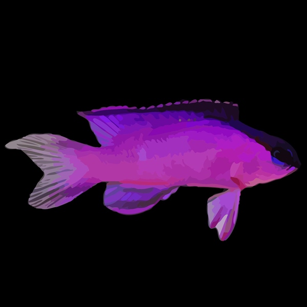 فرشته ماهی کورال بیوتی coral beauty angelfish