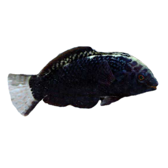 فرشته ماهی کورال بیوتی coral beauty angelfish