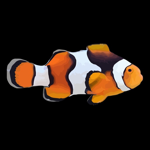 فرشته ماهی کورال بیوتی coral beauty angelfish