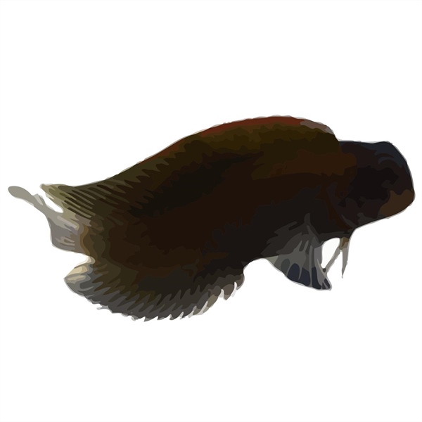 فرشته ماهی کورال بیوتی coral beauty angelfish