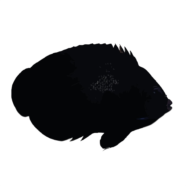 فرشته ماهی کورال بیوتی coral beauty angelfish