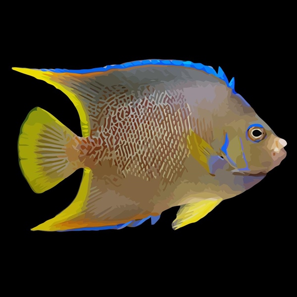 فرشته ماهی کورال بیوتی coral beauty angelfish