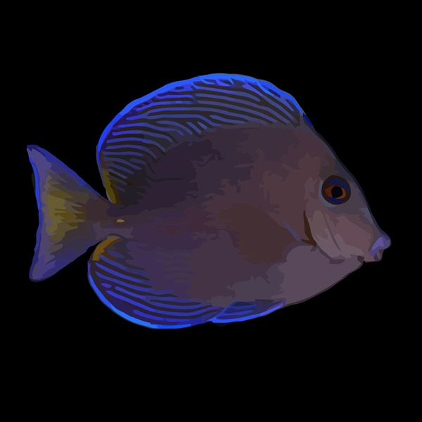 فرشته ماهی کورال بیوتی coral beauty angelfish