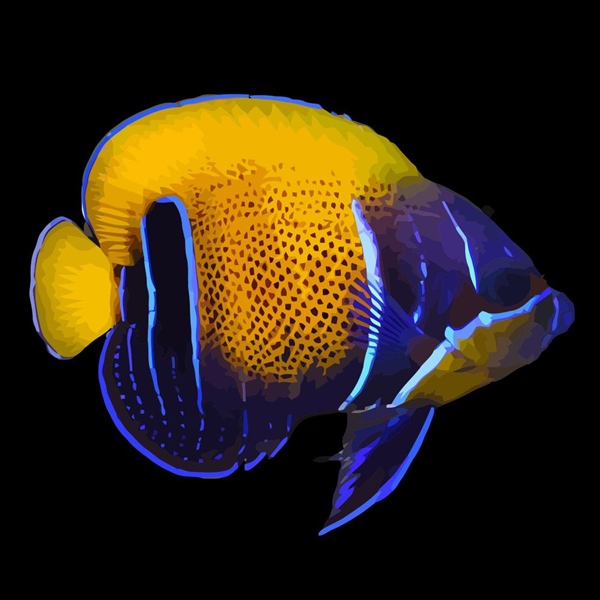 فرشته ماهی کورال بیوتی coral beauty angelfish