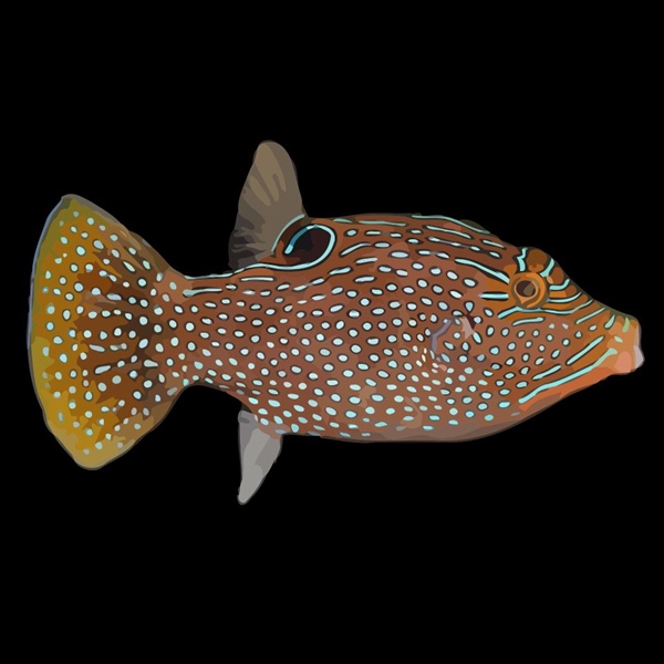 فرشته ماهی کورال بیوتی coral beauty angelfish