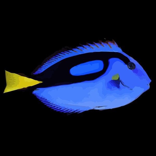 فرشته ماهی کورال بیوتی coral beauty angelfish