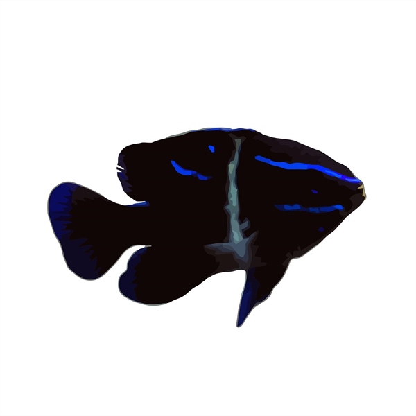 فرشته ماهی کورال بیوتی coral beauty angelfish