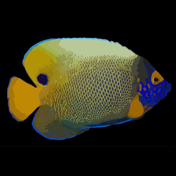 فرشته ماهی کورال بیوتی coral beauty angelfish