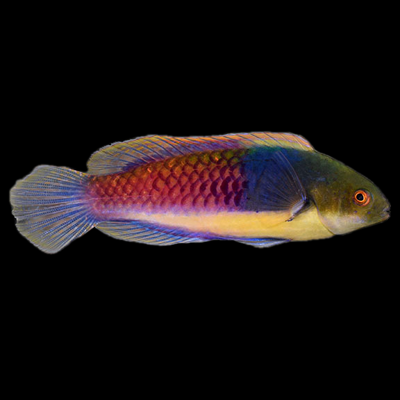 فرشته ماهی کورال بیوتی coral beauty angelfish