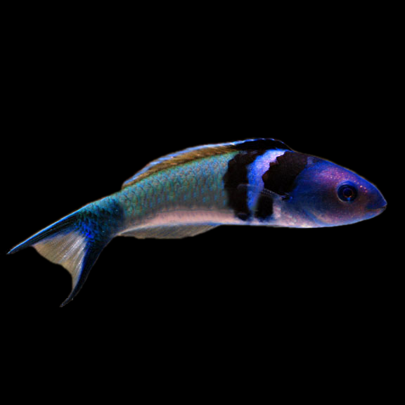 فرشته ماهی کورال بیوتی coral beauty angelfish