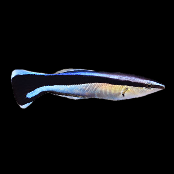 فرشته ماهی کورال بیوتی coral beauty angelfish