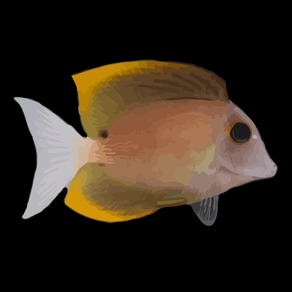 فرشته ماهی کورال بیوتی coral beauty angelfish