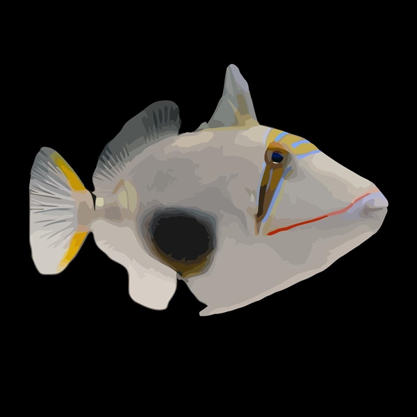 فرشته ماهی کورال بیوتی coral beauty angelfish