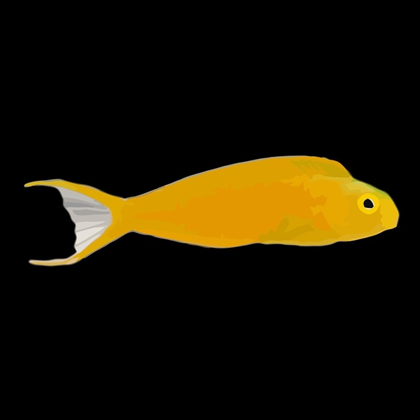 فرشته ماهی کورال بیوتی coral beauty angelfish