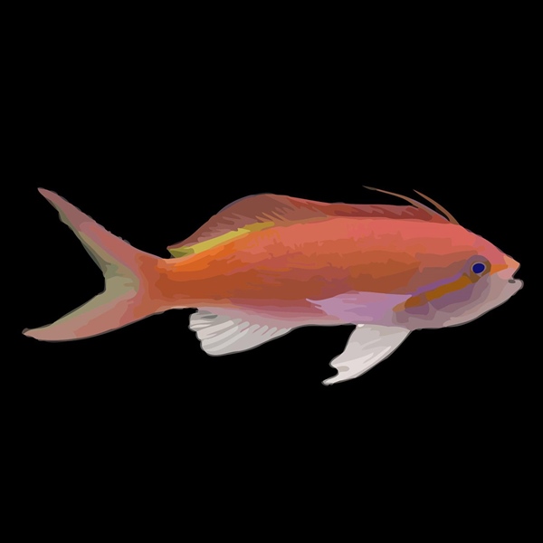 فرشته ماهی کورال بیوتی coral beauty angelfish