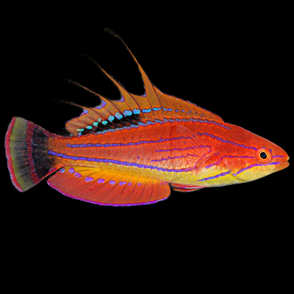 فرشته ماهی کورال بیوتی coral beauty angelfish