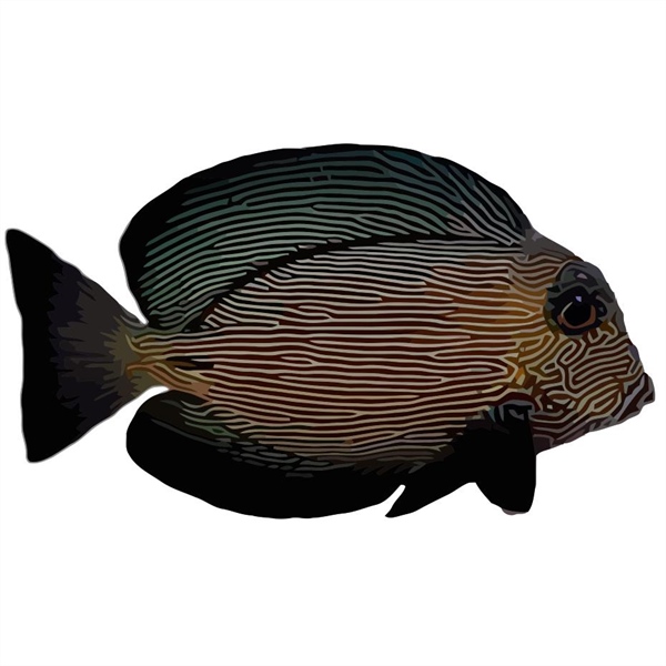 فرشته ماهی کورال بیوتی coral beauty angelfish