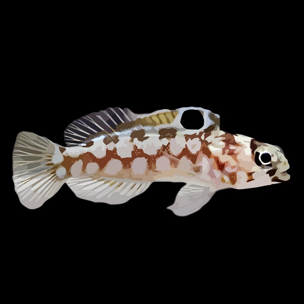 فرشته ماهی کورال بیوتی coral beauty angelfish