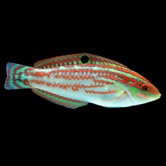 فرشته ماهی کورال بیوتی coral beauty angelfish