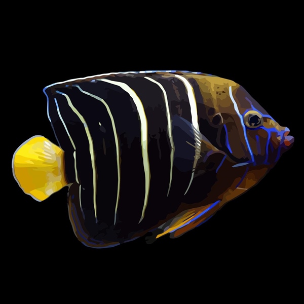 فرشته ماهی کورال بیوتی coral beauty angelfish