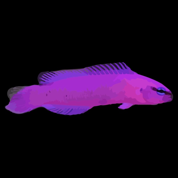 فرشته ماهی کورال بیوتی coral beauty angelfish