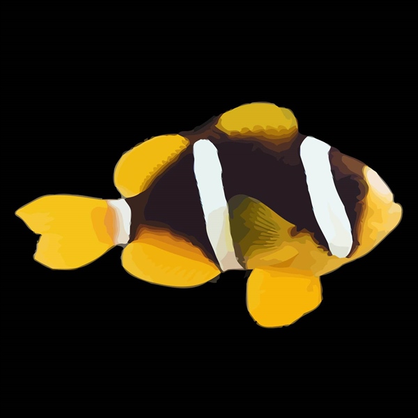 فرشته ماهی کورال بیوتی coral beauty angelfish
