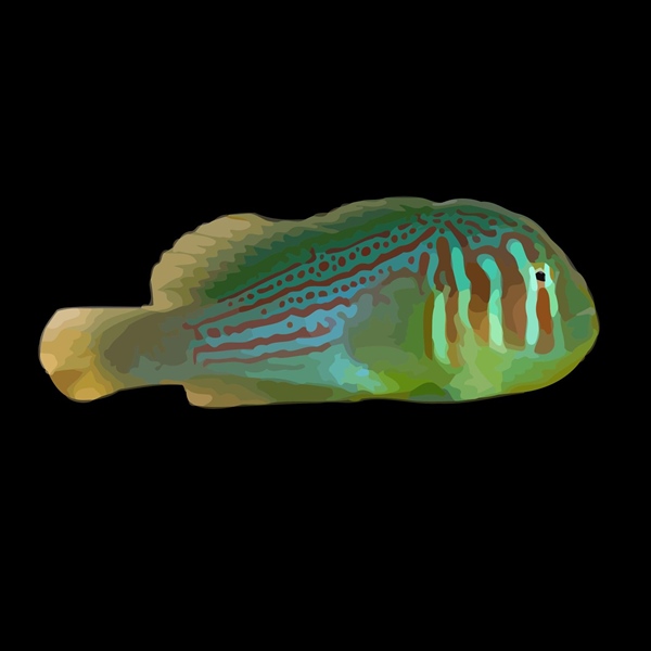 فرشته ماهی کورال بیوتی coral beauty angelfish
