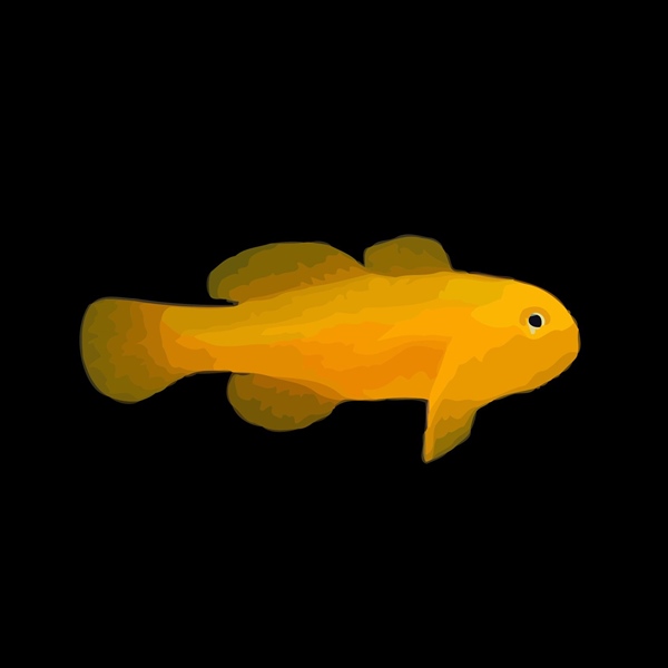 فرشته ماهی کورال بیوتی coral beauty angelfish