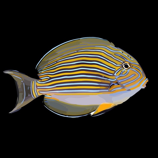 فرشته ماهی کورال بیوتی coral beauty angelfish