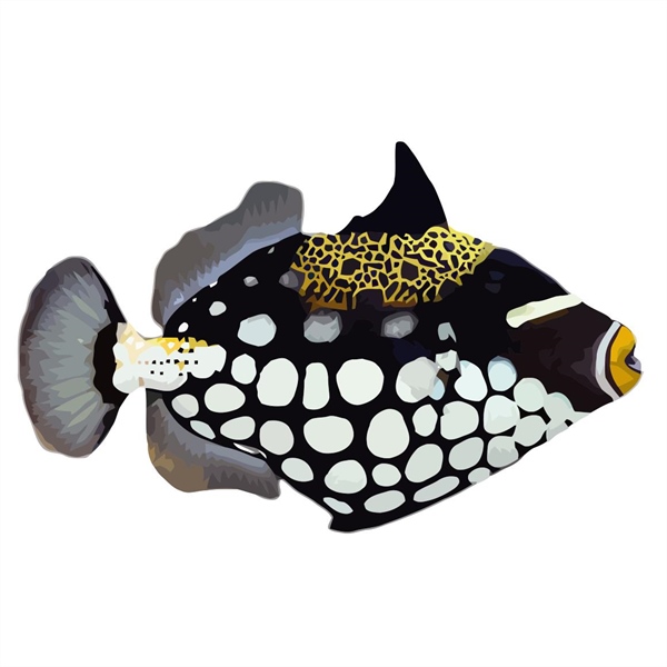 فرشته ماهی کورال بیوتی coral beauty angelfish