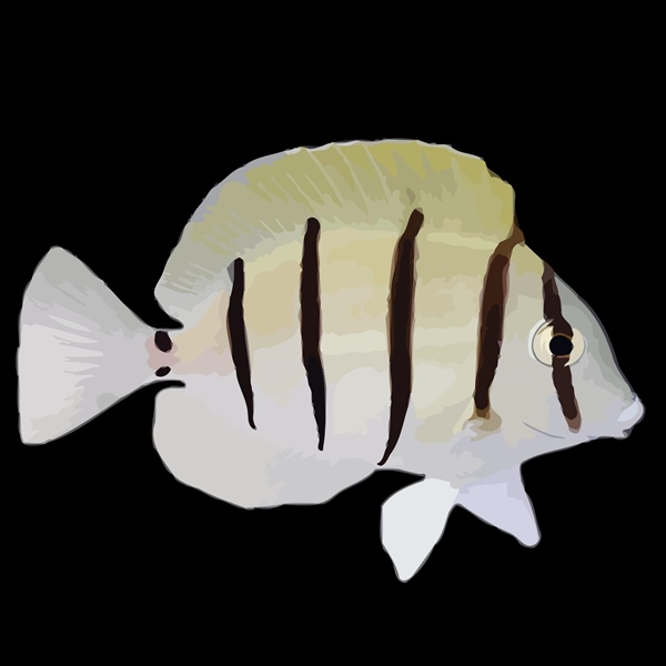فرشته ماهی کورال بیوتی coral beauty angelfish