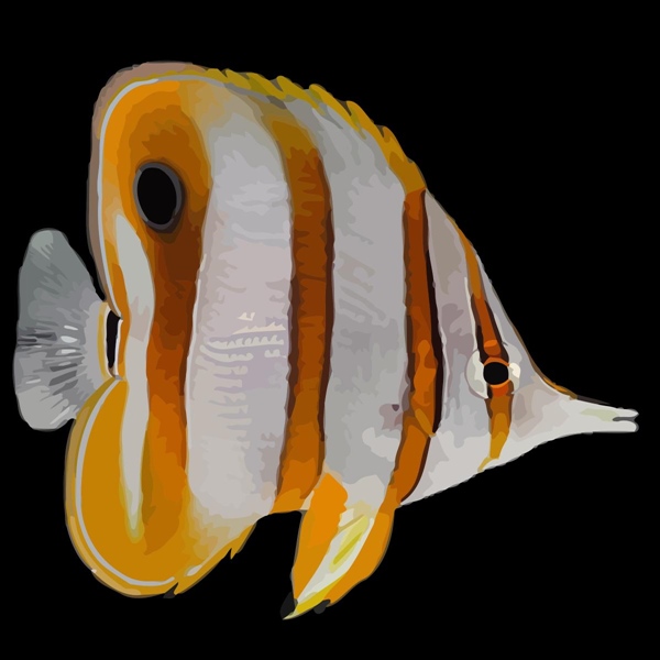 فرشته ماهی کورال بیوتی coral beauty angelfish